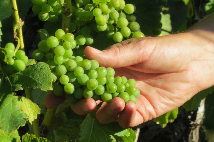 a hand holding a plant