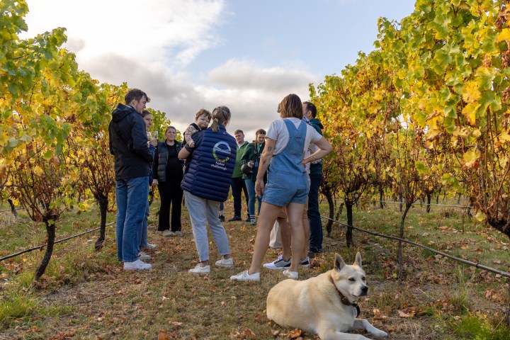 Group of people and a dog in a vineyard with autumn leaves.