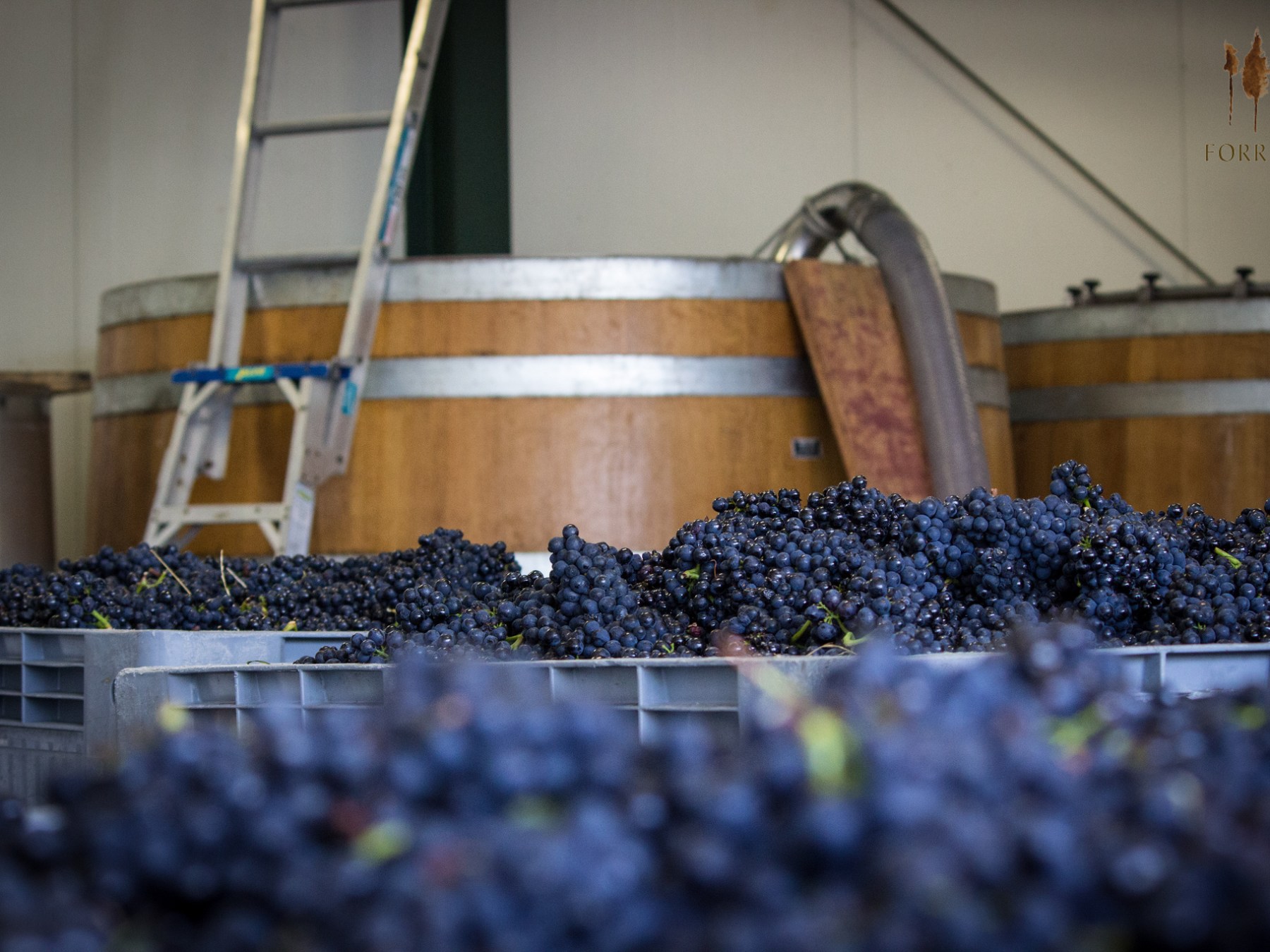 a close up of grapes in the winery