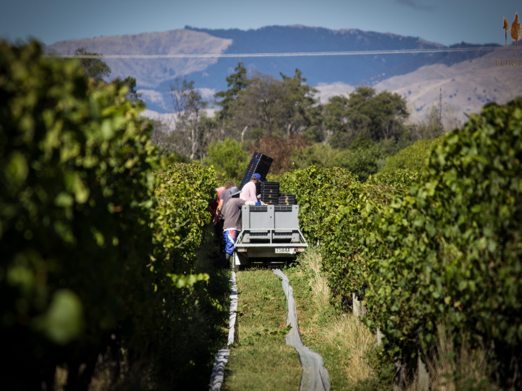 harvesting in the vineyard with hand pickers