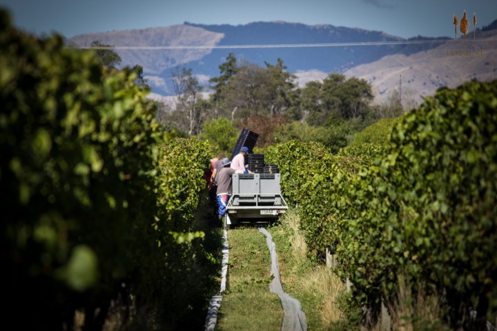 harvesting in the vineyard with hand pickers