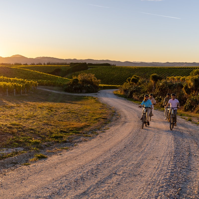 Four people biking on a vineyard path at sunset.