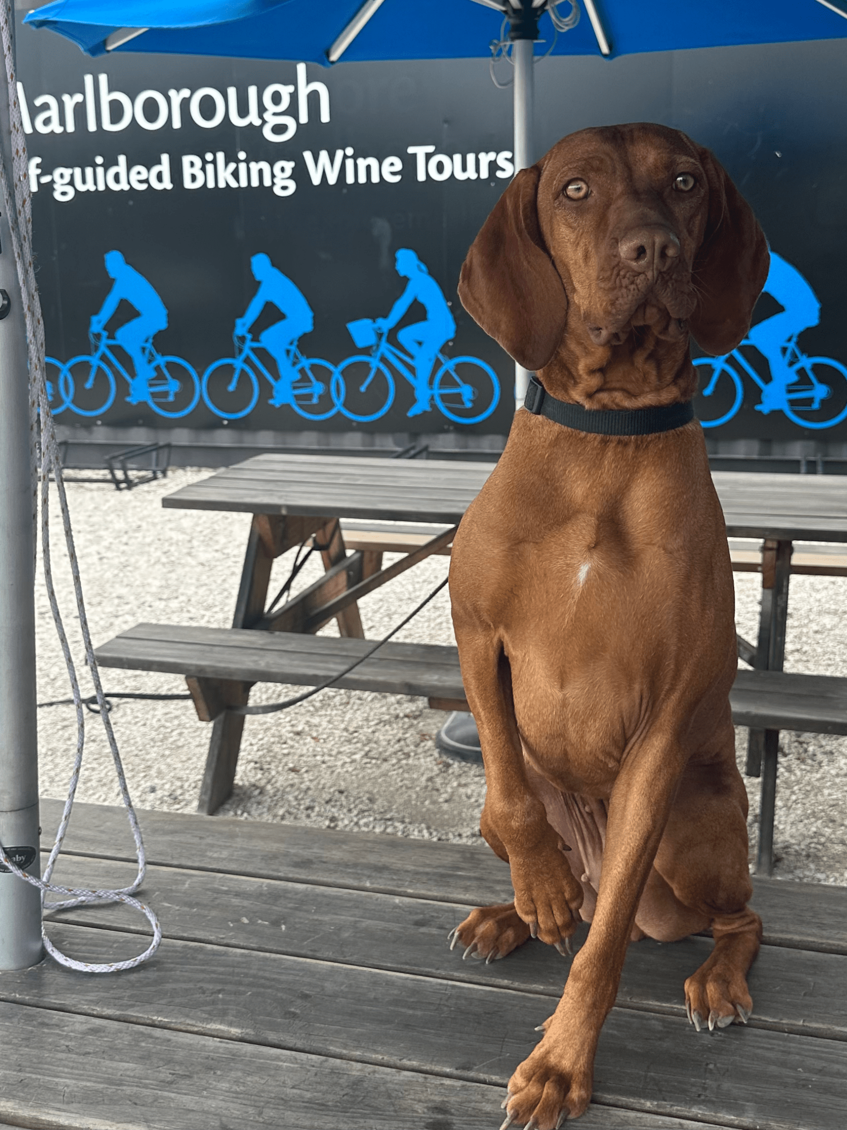 A brown dog sits on a picnic table under a blue umbrella near a biking sign.