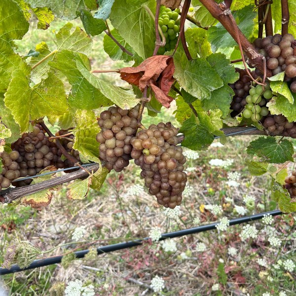 Grapes hanging from a vine surrounded by green leaves and dried grass below.
