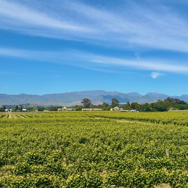 Vineyard with lush green vines, mountains, and blue sky in the background.