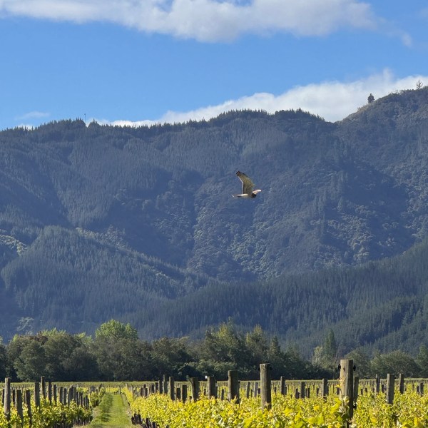 Bird flying over a vineyard with mountains and blue sky in the background.
