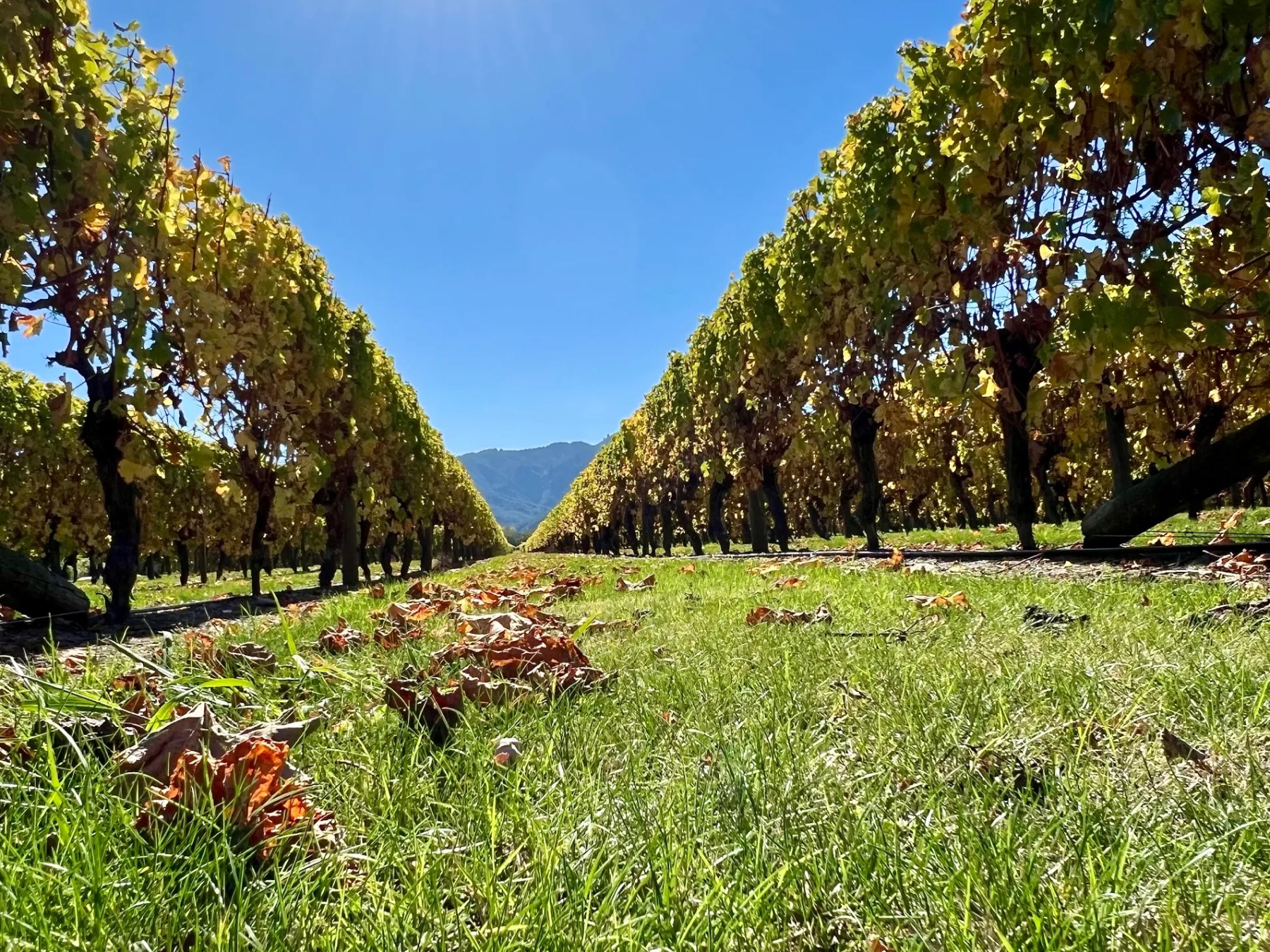 Vineyard rows under a bright sun with grass and fallen leaves on the ground.