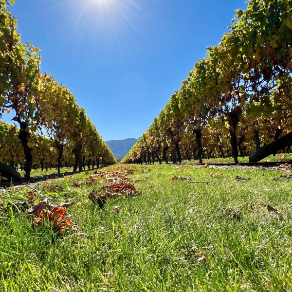 Vineyard rows under a bright sun with grass and fallen leaves on the ground.