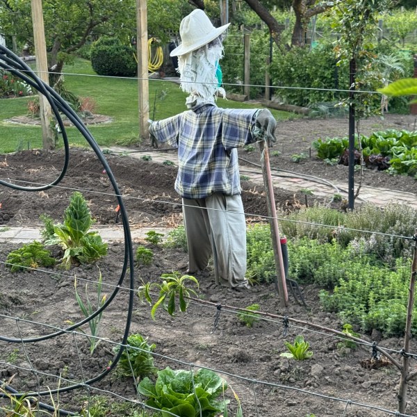 Scarecrow in a garden wearing a hat and plaid shirt, surrounded by plants and trees.