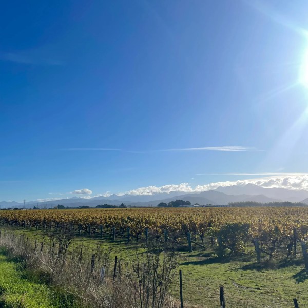 Sunny vineyard with mountains in the background under a clear blue sky.