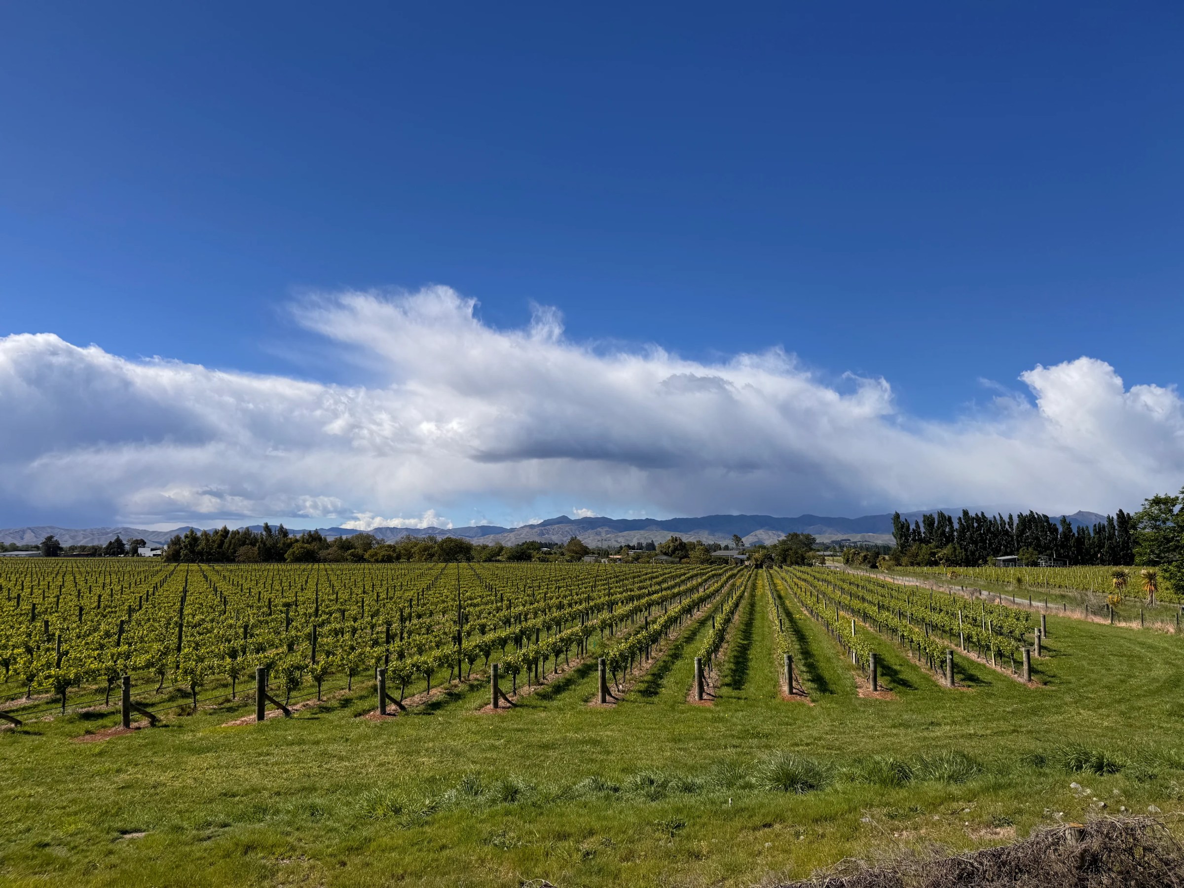 Vineyard rows under a blue sky with clouds, mountains in the distance.