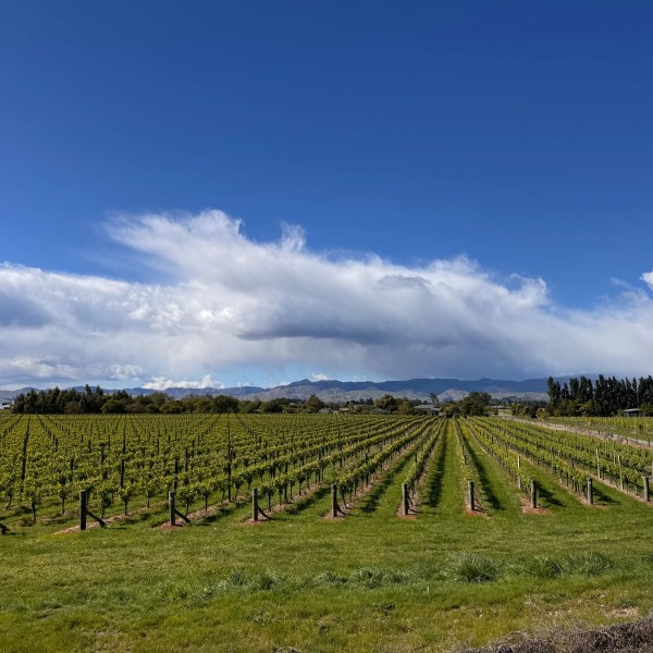 Vineyard rows under a blue sky with clouds, mountains in the distance.