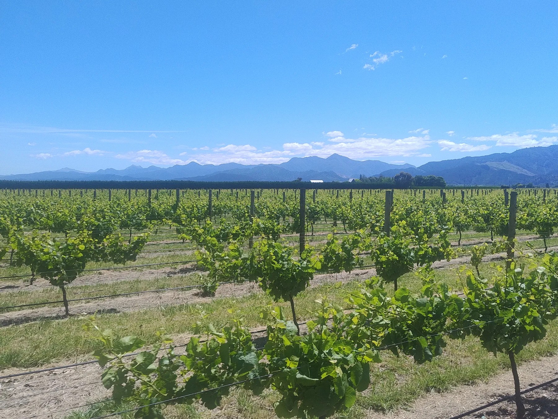 Vineyard rows under a clear blue sky with mountains in the background.
