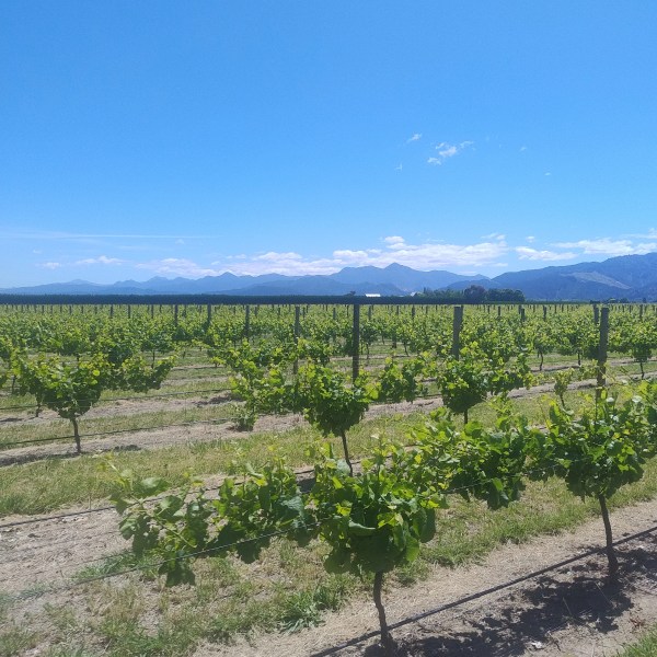 Vineyard rows under a clear blue sky with mountains in the background.