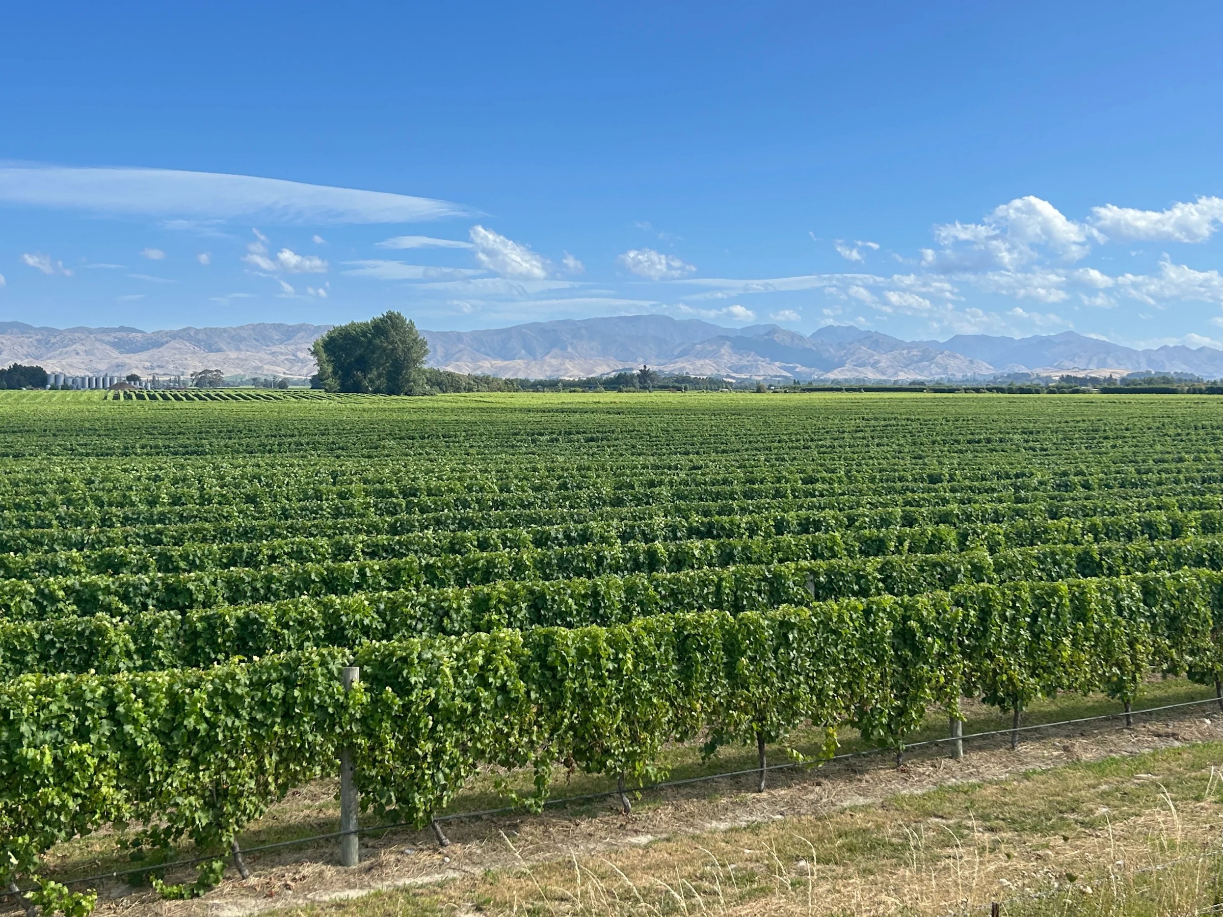Lush vineyard with rows of grapevines under a clear blue sky and distant mountains.