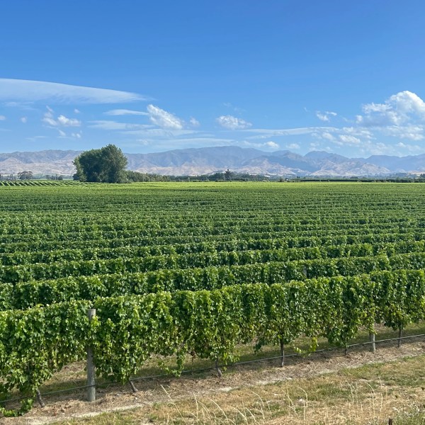 Lush vineyard with rows of grapevines under a clear blue sky and distant mountains.