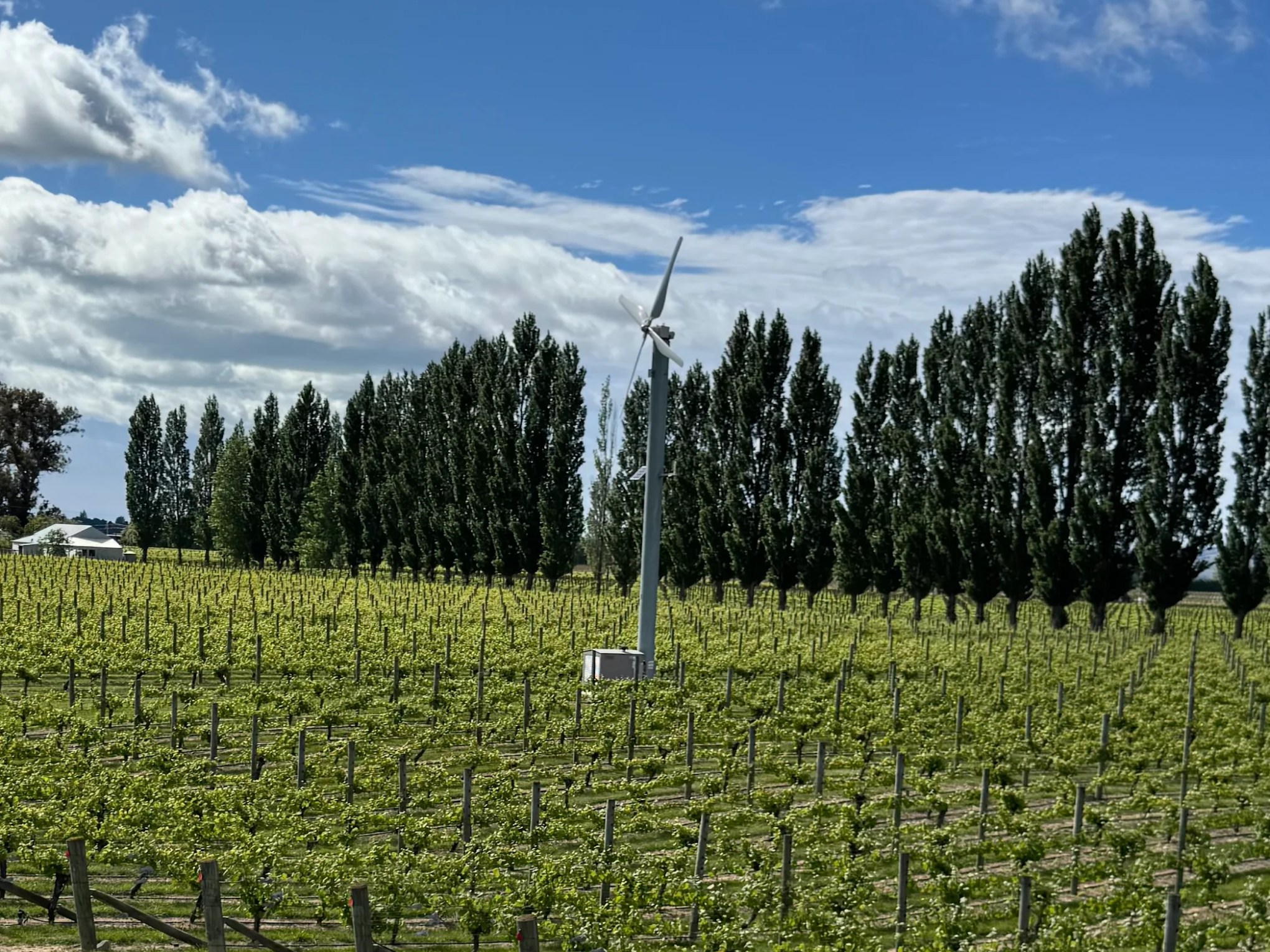 Vineyard with wind turbine and tall trees under a blue sky with clouds.