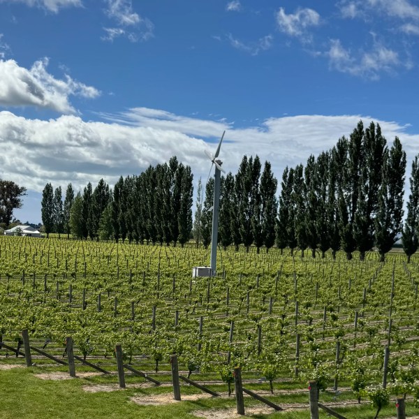 Vineyard with wind turbine and tall trees under a blue sky with clouds.