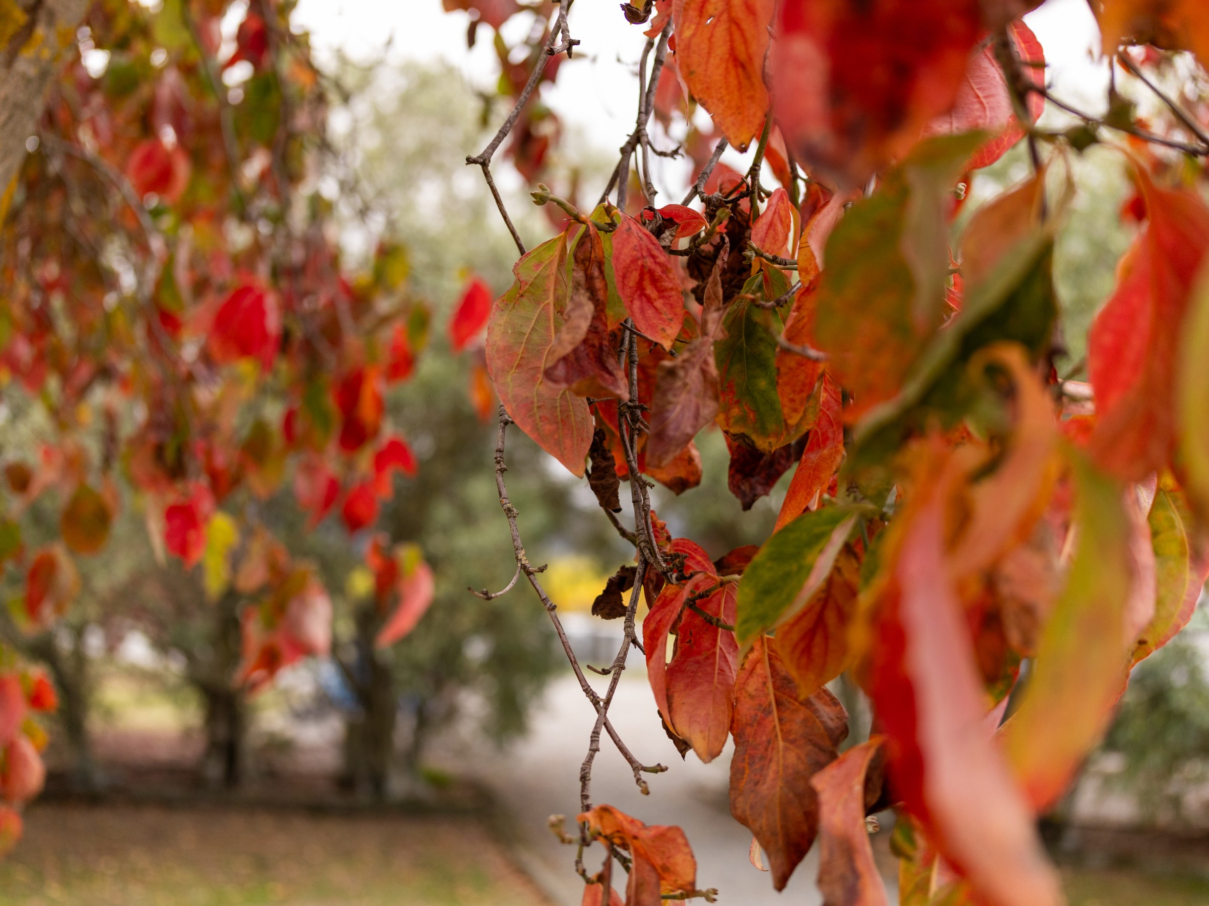 Close-up of tree branches with orange and red autumn leaves.