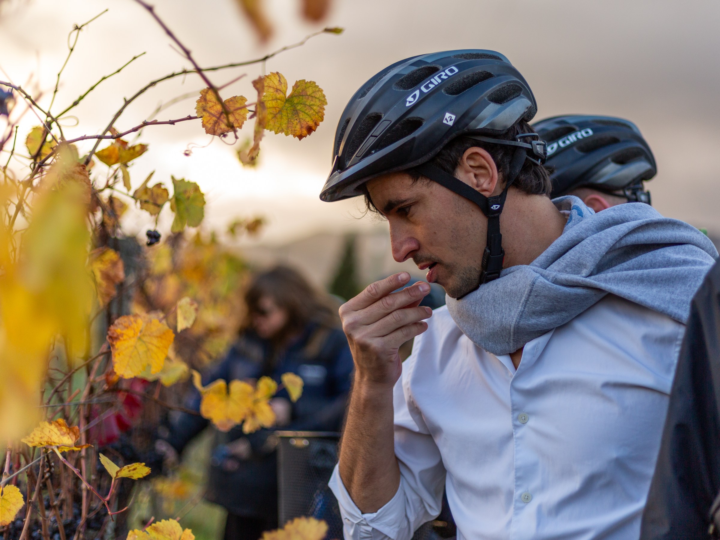 Man in helmet studies grapevines with autumn leaves.