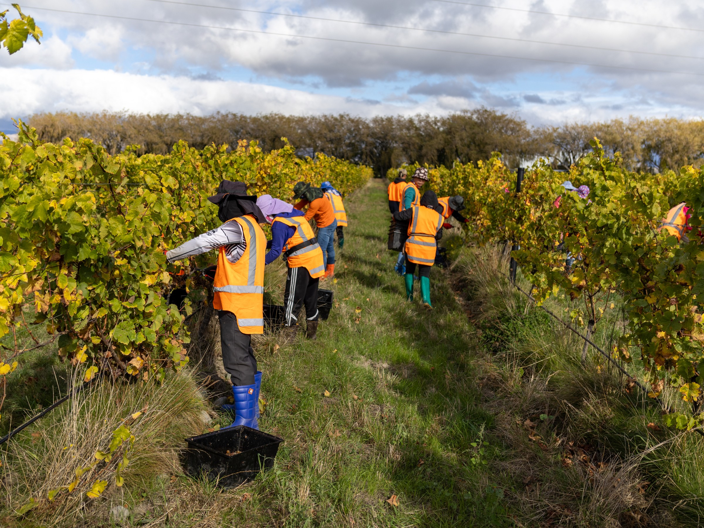 Workers in orange vests harvesting grapes in a vineyard under a partly cloudy sky.