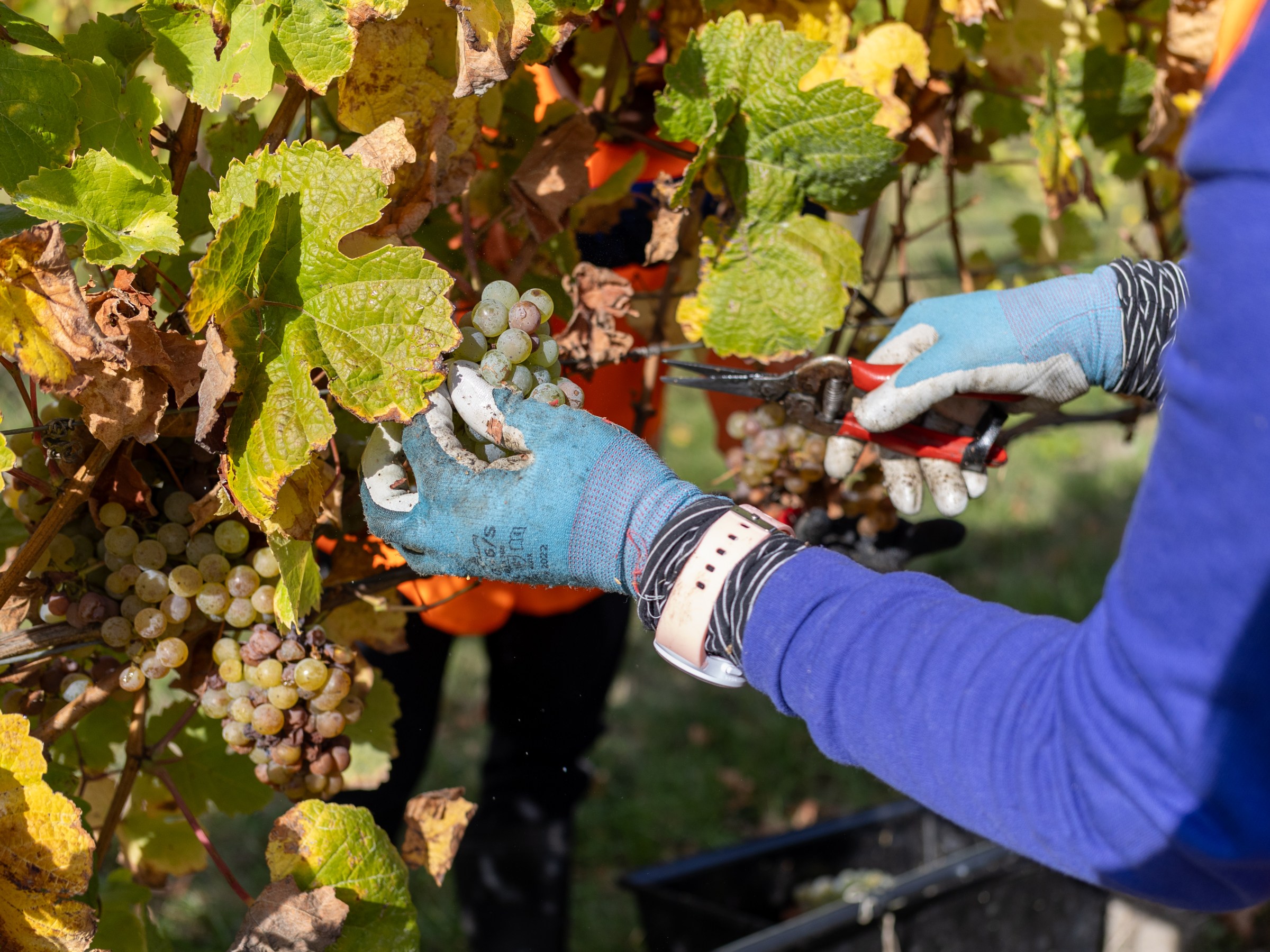 Person with gloves pruning grapevines with scissors in a vineyard.