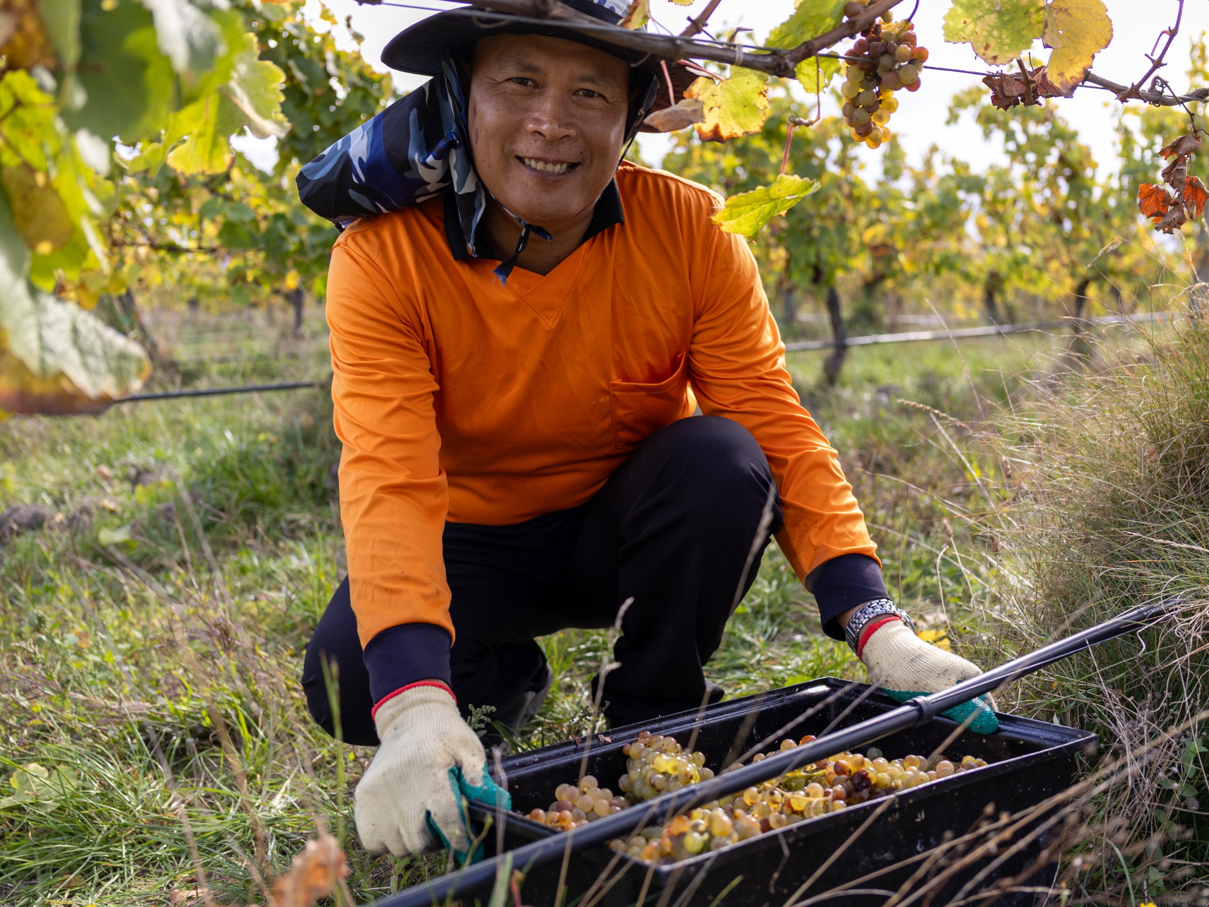 Smiling man in orange shirt and hat harvests grapes in vineyard.
